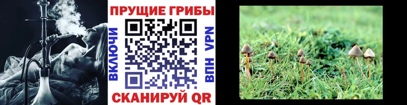 Галлюциногенные грибы прущие грибы  Тайга 
