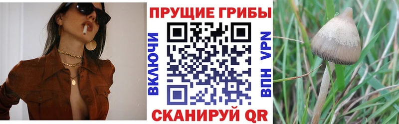 Псилоцибиновые грибы мухоморы Тайга